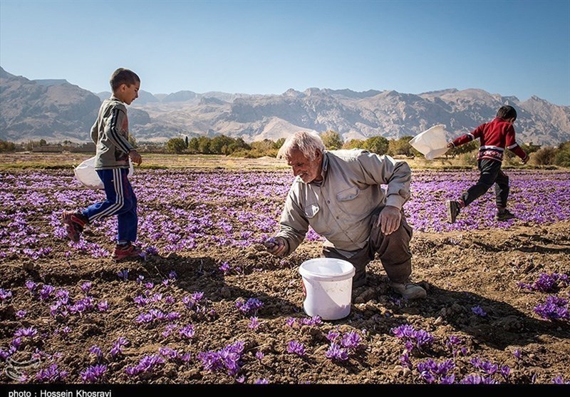لرستان| کشت زعفران جایگزین محصولات آب‌دوست در کوهدشت شود