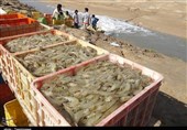 32 هزار تن میگوی پرورشی در استان‌های ساحلی تولید شد