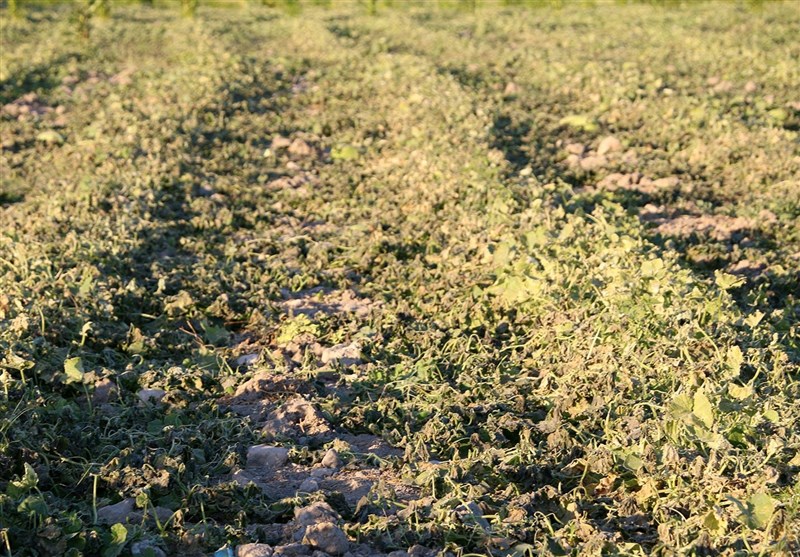 همدان|‌ سرمازدگی به 30 درصد باغات و مزارع ملایر خسارت زد