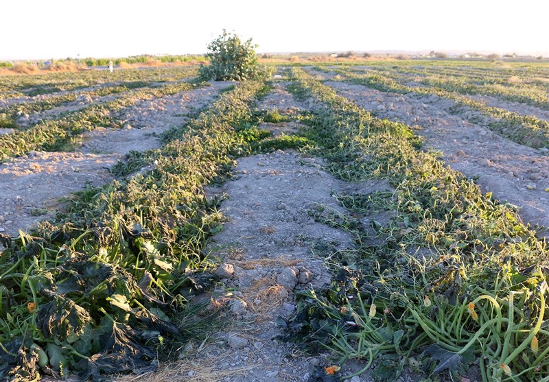 بخش کشاورزی کردستان مورد بی‌توجهی متولیان قرار گرفته است