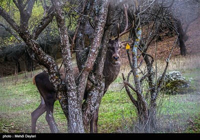 Iran's Beauties in Photos: Arasbaran Area