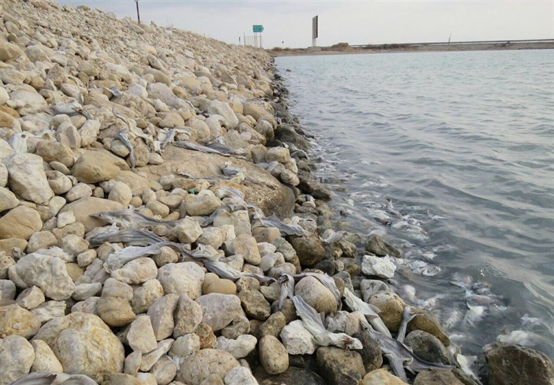 200 قطعه بچه کوسه ماهی در ساحل بوشهر تلف شدند+تصاویر