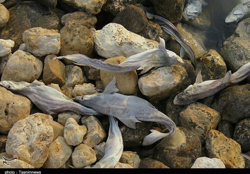 مشخصات 30 گونه کوسه ماهی آسیب‌پذیر در منطقه آزاد قشم ثبت شد