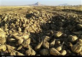 لرستان| 1600 هکتار چغندر پاییزه در کوهدشت کشت شد