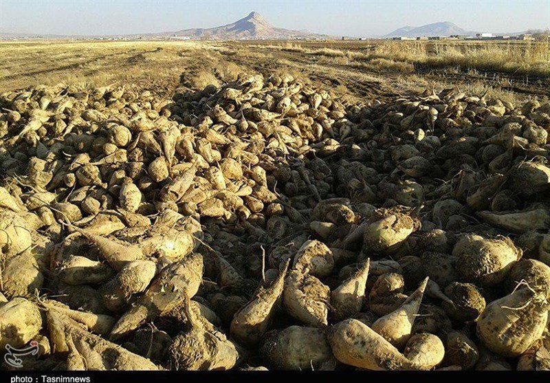 لرستان| 1600 هکتار چغندر پاییزه در کوهدشت کشت شد