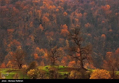 جلوه ای زیبا از برگریزان پاییزی در ارتفاعات پونل استان گیلان.