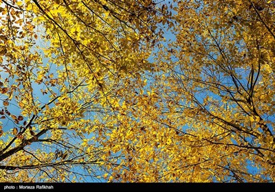  نمایی از برگ های زرد پاییزی و آسمان آبی در جنگلهای سراوان استان گیلان در آخرین روزها از فصل پاییز.