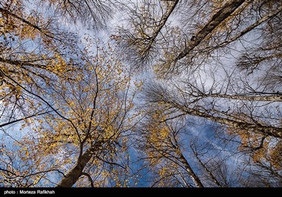 درختان سر به فلک کشیده و آسمانی آبی در ارتفاعات ماسوله استان گیلان در آخرین روزها از فصل پاییز جلوه ای زیبا به این مناطق داده است.