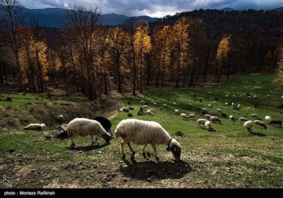 چرا گوسفندان در مراتع منطقه آق مسجد پونل استان گیلان در فصل پاییز.