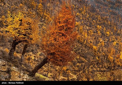 منظره پاییزی منطقه گنگه لیوه رضوانشهر در استان گیلان.