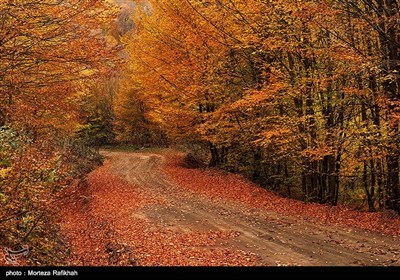 جلوه پاییزی جاده امامزاده برزه کوه شهرستان اسالم استان گیلان در آخرین روزها از فصل پاییز.