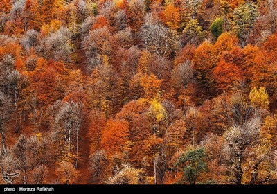 جلوه پاییزی از جنگلهای پونل در استان گیلان 