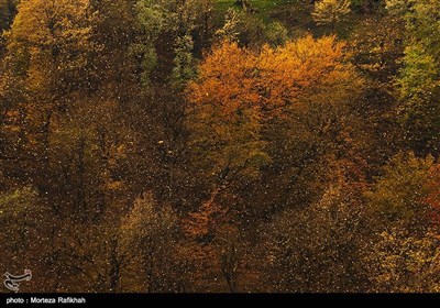 خزان درختان در جنگلهای پونل استان گیلان در فصل پاییز. 
