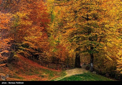 جلوه ای از پاییز هزار رنگ در جنگلهای اسالم استان گیلان