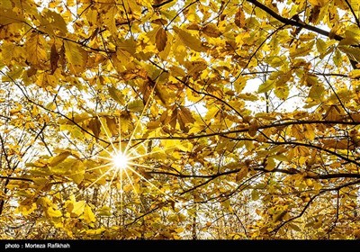 یک روز آفتابی در فصل پاییز و برگ های زرد درختان در جنگلهای سراوان استان گیلان.