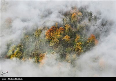 جلوه ای از پاییز در جنگل پوشیده از مه در ارتفاعات تالش استان گیلان