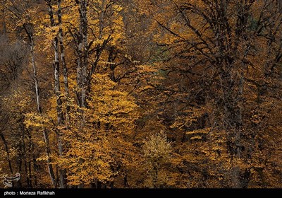 آخرین روزهای پاییز در جنگلهای پونل استان گیلان.