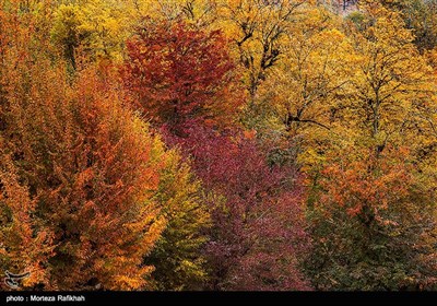 پاییز هزار رنگ در جنگلهای پونل استان گیلان. گیلان تنوع زیستی جنگلی زیادی دارد که همین امر باعث شده درختان در فصل پاییز با رنگهای بسیار زیبا و متنوعی دیده شوند.