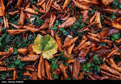 ایران کے صوبہ گیلان میں موسم خزاں کے آخری ایام