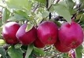 پای دلالان به بازار سیب مراغه باز شد؛ چانه‌زنی برای کاهش قیمت ‌