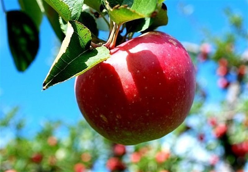 بدء تصدیر محصول تفاح محافظة فارس الى قطر