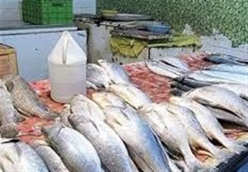 لرستان|بیش از 5 تن ماهی قاچاق در شهرستان پلدختر کشف شد