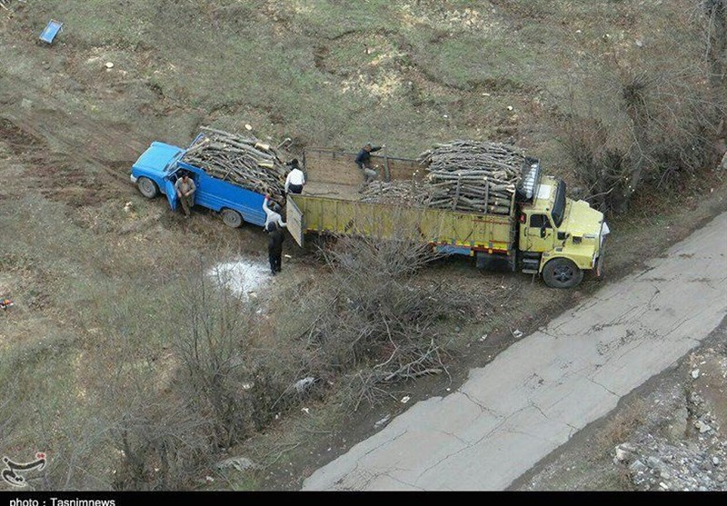 برخورد شدید دادستان مشگین‌شهر با عاملان قطع درختان سیب منطقه + فیلم