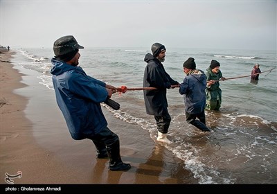 صید پره در میانکاله بهشهر