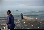 مازندران| 20 میلیون قطعه بچه ماهی سفید رهاسازی شد