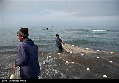 صید پره یکی از قدیمی‌ترین روشهای صید ماهیان استخوانی از جمله ماهی سفید در حاشیه جنوبی دریای خزر (استان گیلان و مازندران) است که قدمتی چند صد ساله دارد.
