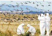 پزشکی| آنفلوآنزای پرندگان H5N6 ابتلای انسانی در ایران نداشته است +جزئیات