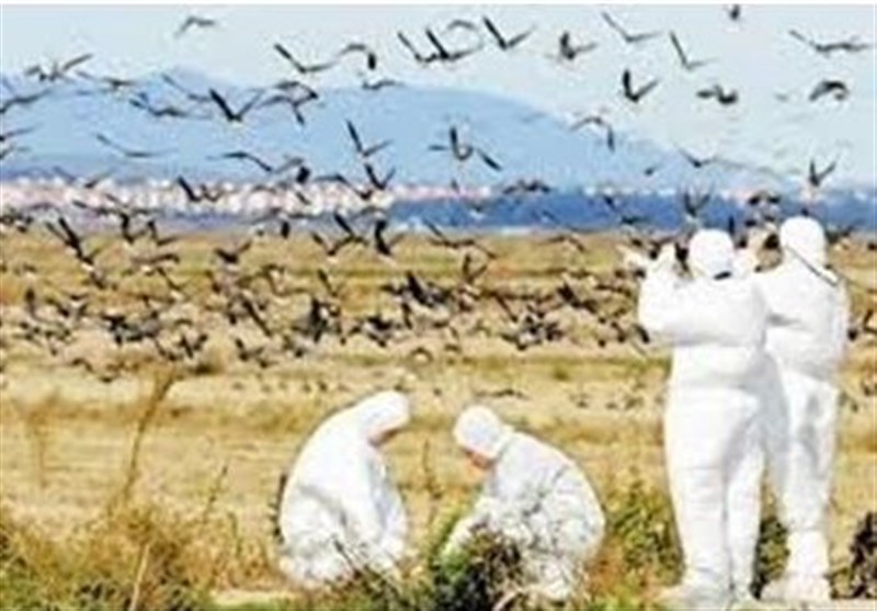 آخرین اقدامات توقف شیوع آنفلوانزای پرندگان؛ ابتلای انسانی بعید نیست