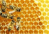 زنبور عسل، شگفتی ریاضیات