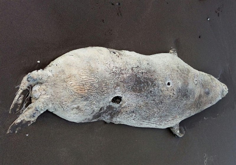 لاشه فک خزری در سواحل پارک ملی بوجاق کیاشهر کشف شد
