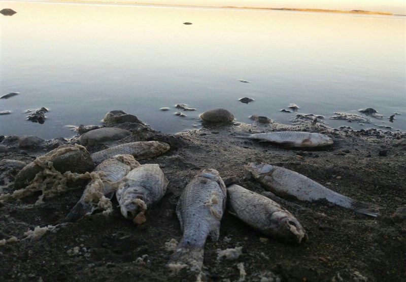 جزئیات علت مرگ ماهیان سد وشمگیر در استان گلستان