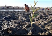 کاشت میلیون و 400 هزار اصله نهال در سیستان و بلوچستان