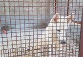 آذربایجان غربی| هیچ حیوان وحشی از باغ وحش ارومیه نگریخته است