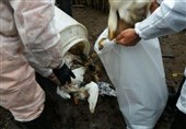کرج|دامپزشکی البرز 50000 مرغ را در اشتهارد معدوم کرد