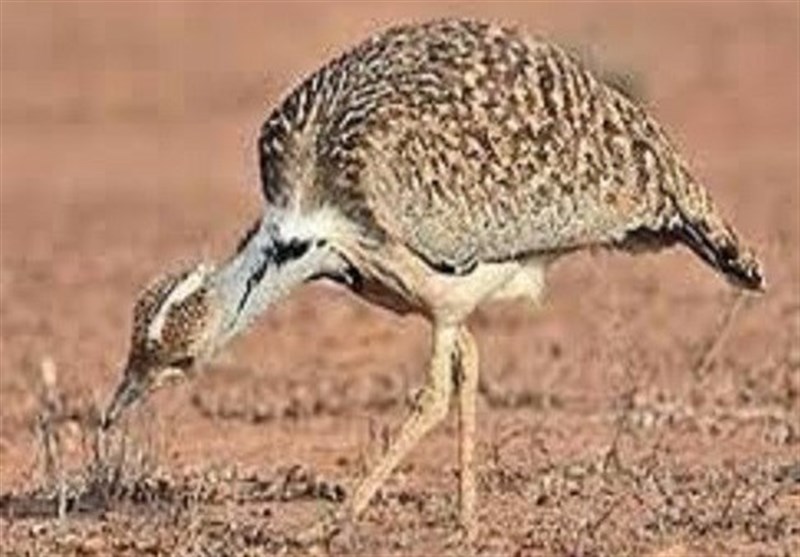 30 قطعه پرنده در حال انقراض هوبره در استان هرمزگان کشف شد