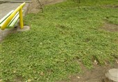 قم| کاشت چمن در محدوده فضای سبز شهری قم ممنوع شود