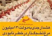 فتوتیتر/ هشدار جدی به دولت؛ 13 میلیون مرغ تخم‌گذار در خطر نابودی