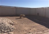 خرس نحیف از باغ وحش گراش نجات یافت + تصاویر