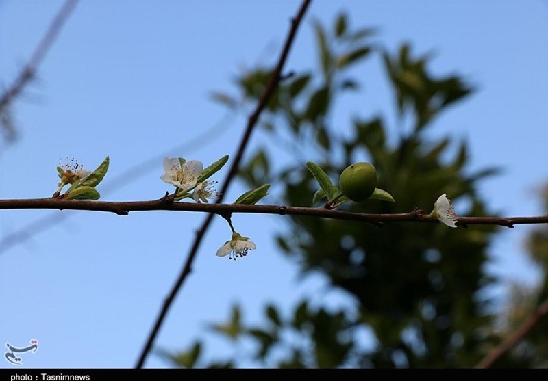 شکوفه