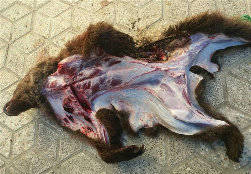 عامل مرگ توله خرس تاکسیدرمی‌شده، تصادف اعلام شد