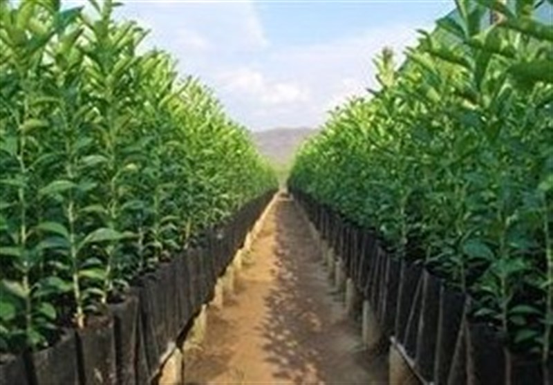 شهرکرد|2400 اصل نهال در گلزار شهدای چهارمحال و بختیاری کاشت می‌شود