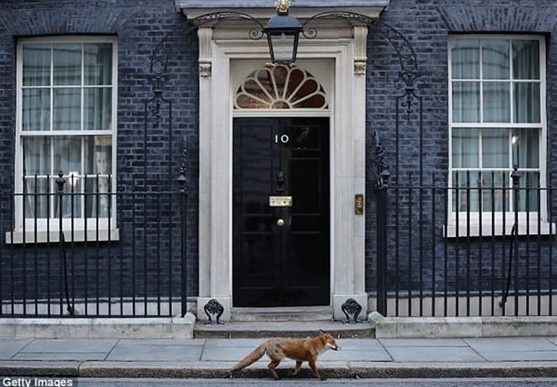 &quot;روباه پیر&quot; مقابل دفتر نخست‌وزیر انگلیس+عکس