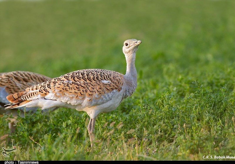 تحریم پروژه‌ حفاظت از &quot;میش‌مرغ&quot; توسط انجمن پرنده‌شناسی خاورمیانه!