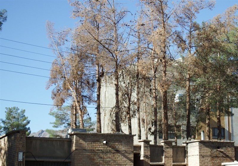 بیش از 2 هزار اصله درخت کاج در بیرجند قطع شد