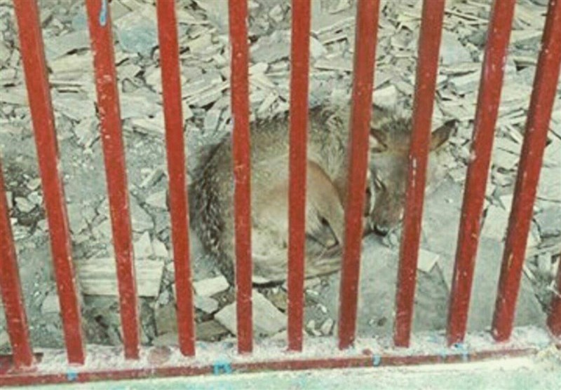 آذربایجان غربی| گرگ‌های فراری باغ‌وحش ارومیه عصر امروز به قفس‌ها بازگردانده می‌شوند