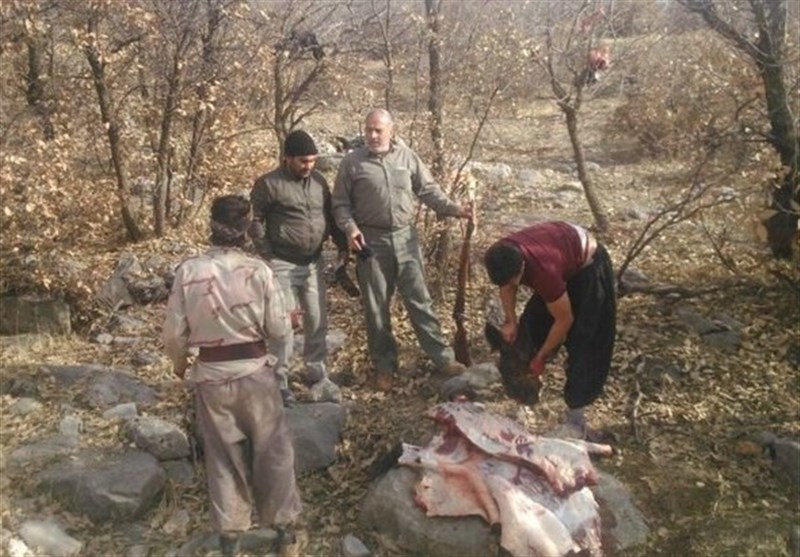 اهواز| شکارچی متخلف پلنگ ایرانی در دهدز دستگیر شد